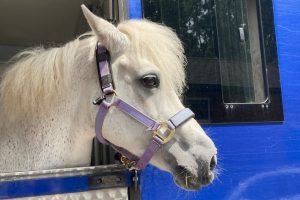 A white horse with his head sticking out of a horse box.